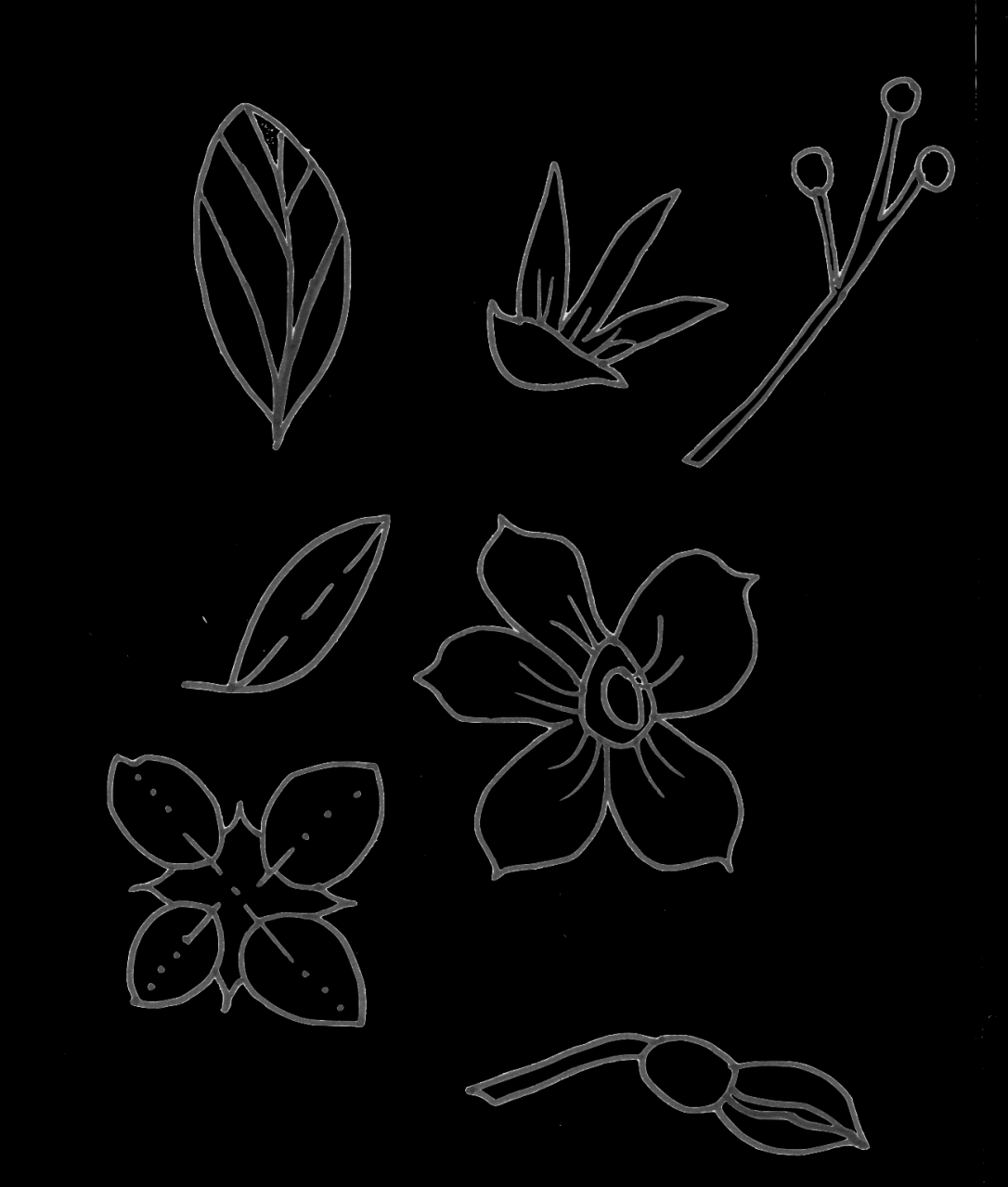 flower doodles.png