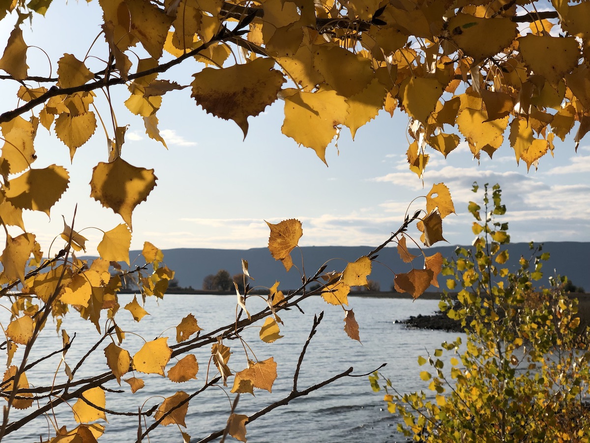 cottonwood along Banks Lake, WA