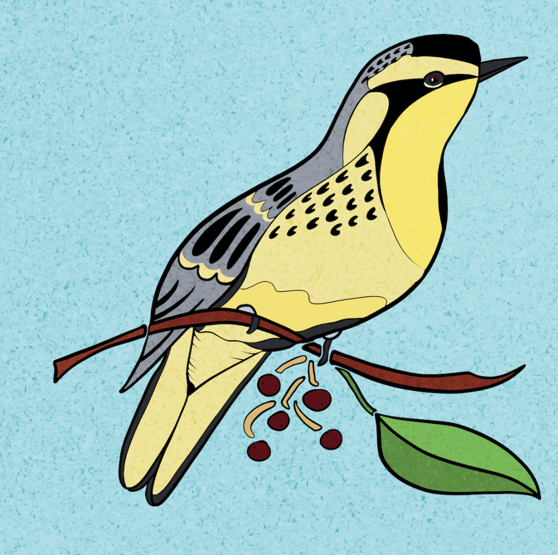 yellowthroat.warbler.screen.sm.png