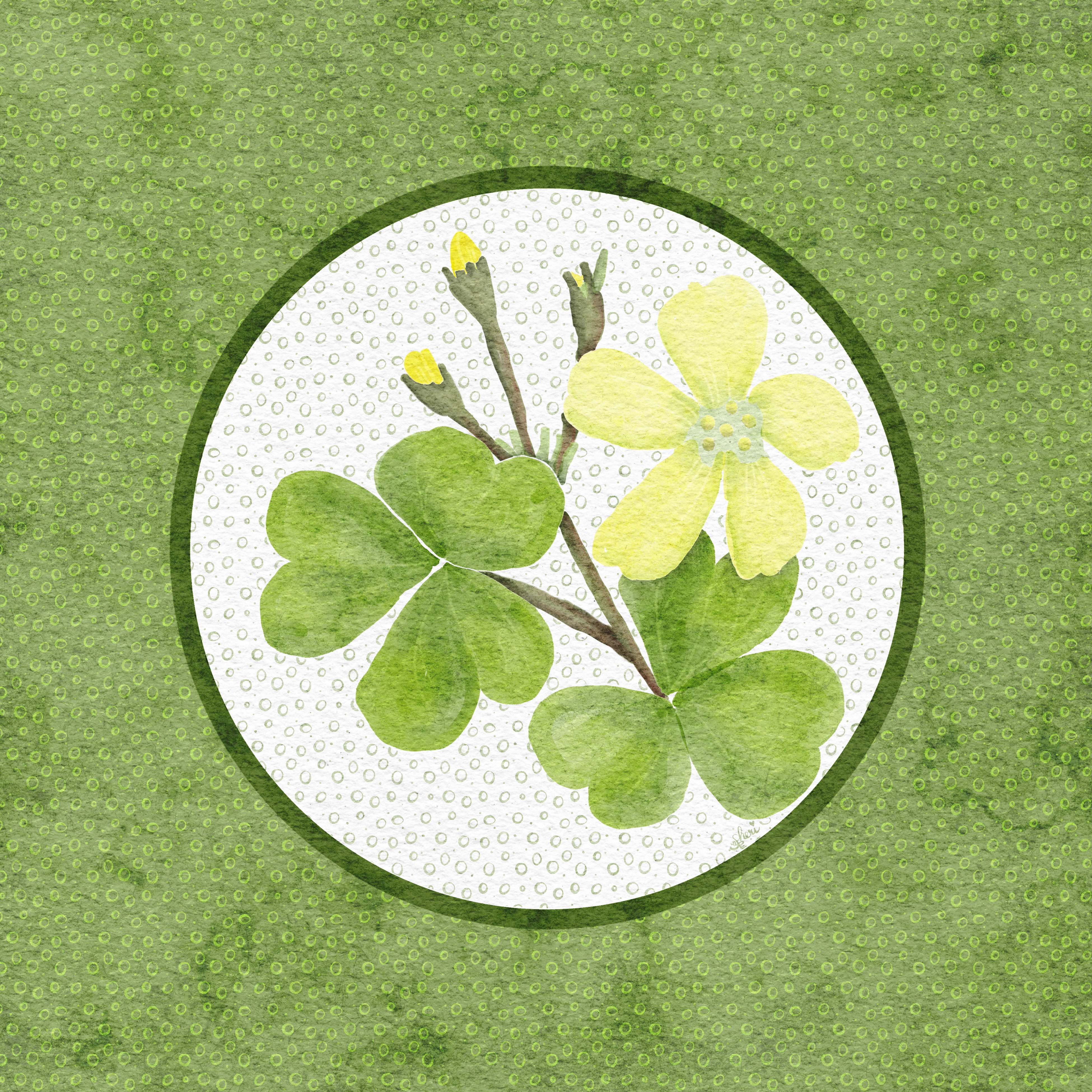 framed art illustration of the heart shaped leaves and five-petaled flower of the wood sorrel