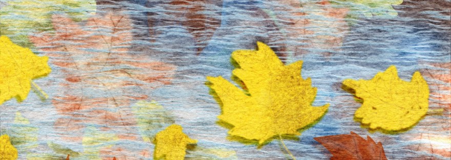 illustrated autumn maple leaves floating in water