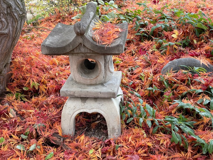 ishidora below Japanese maple