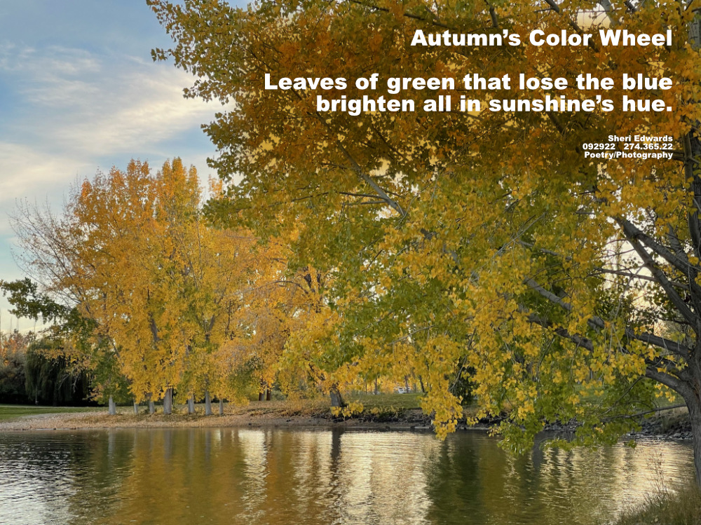 Green leaves of trees turn yellow in October reflecting into Banks Lake