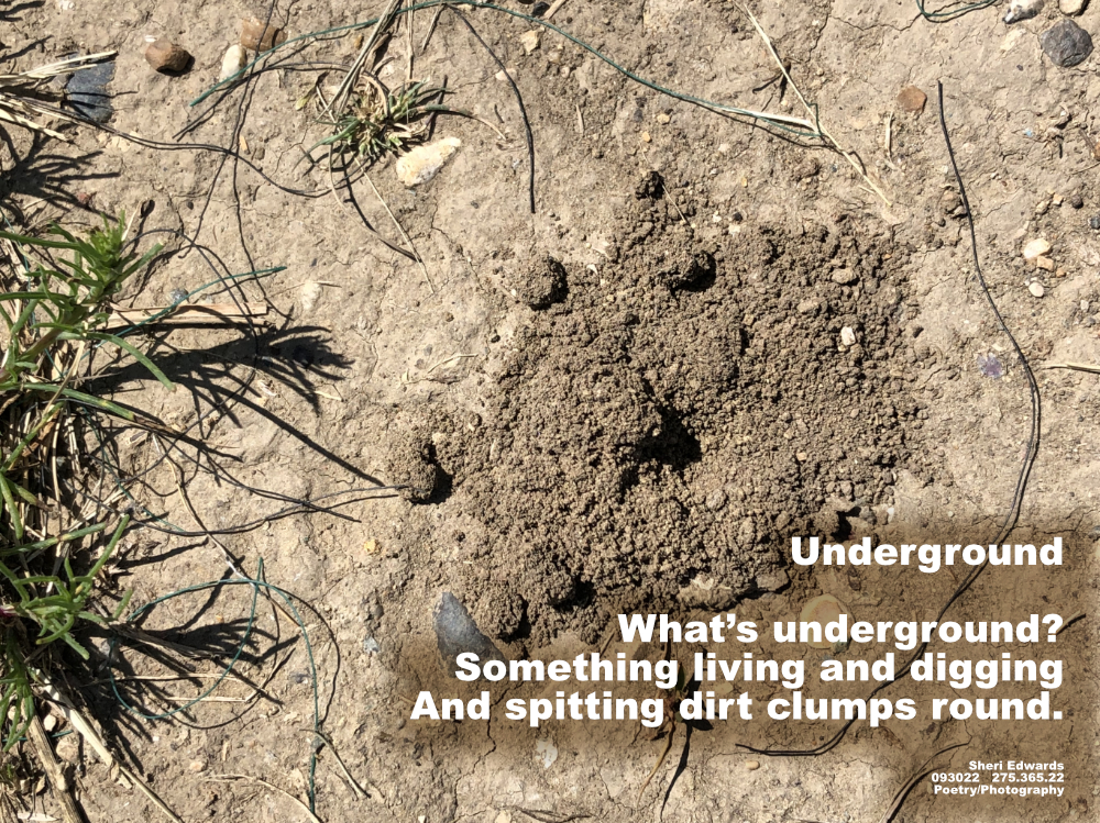 dirt in round clumps around the hole of an insect