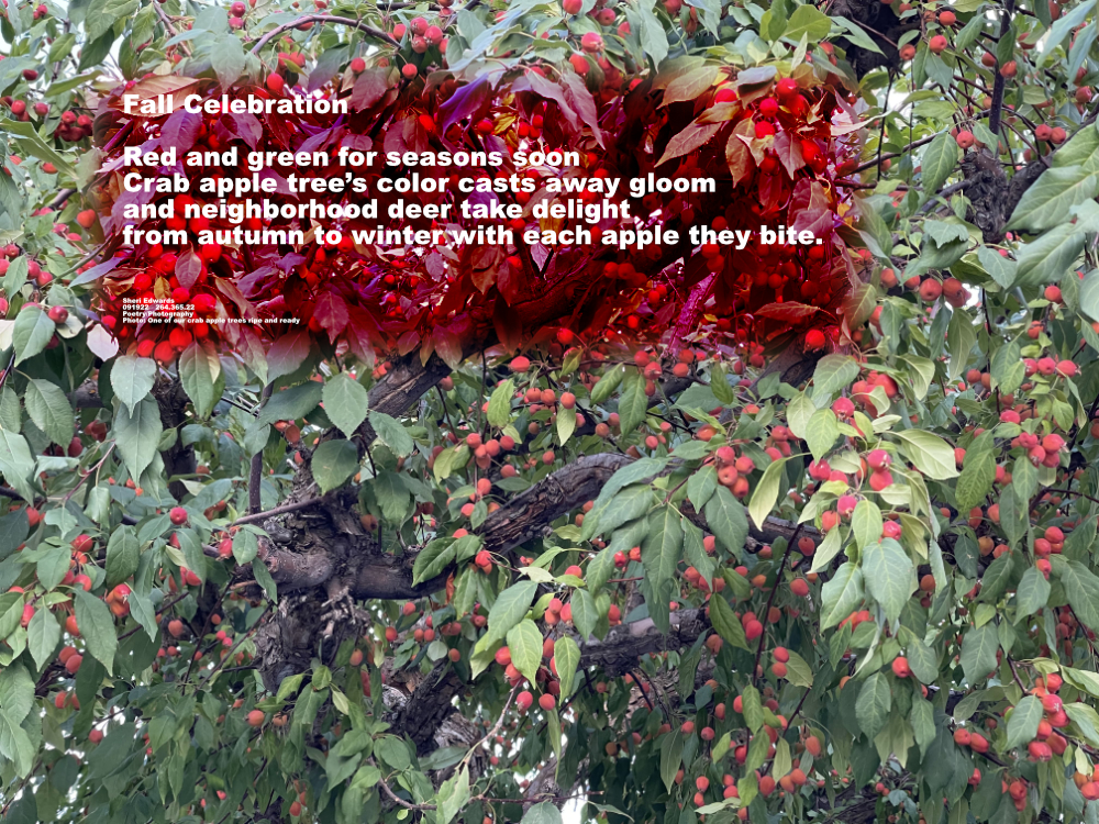 fully ripe small red crab apples among the green leaves and branches of a crab apple tree in September