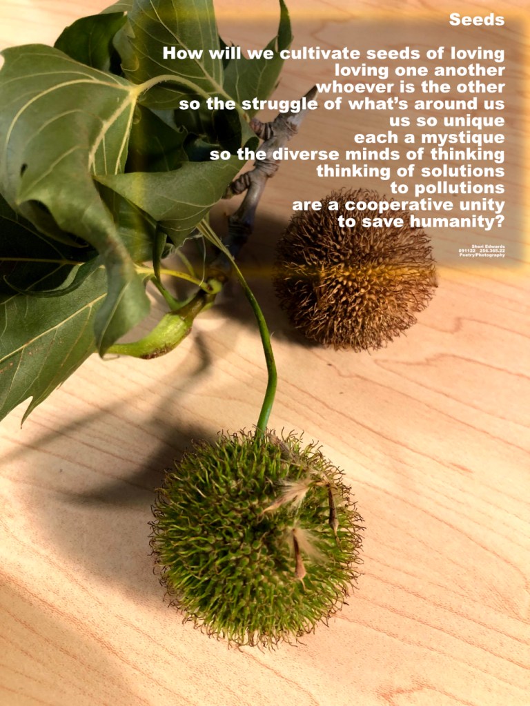 sycamore leaves and seed pods, one green and one dried, ready for the right conditions to grow