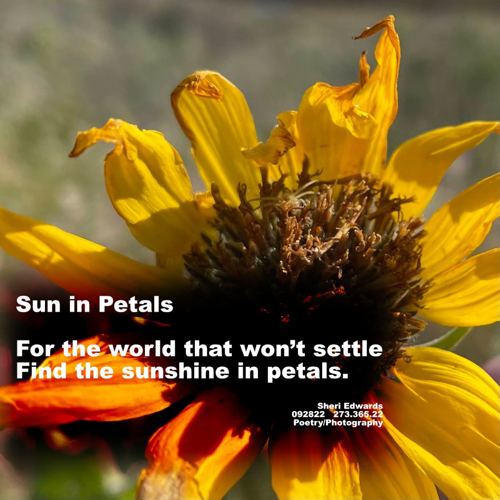 sunflower: arrowleaf balsomleaf blossom