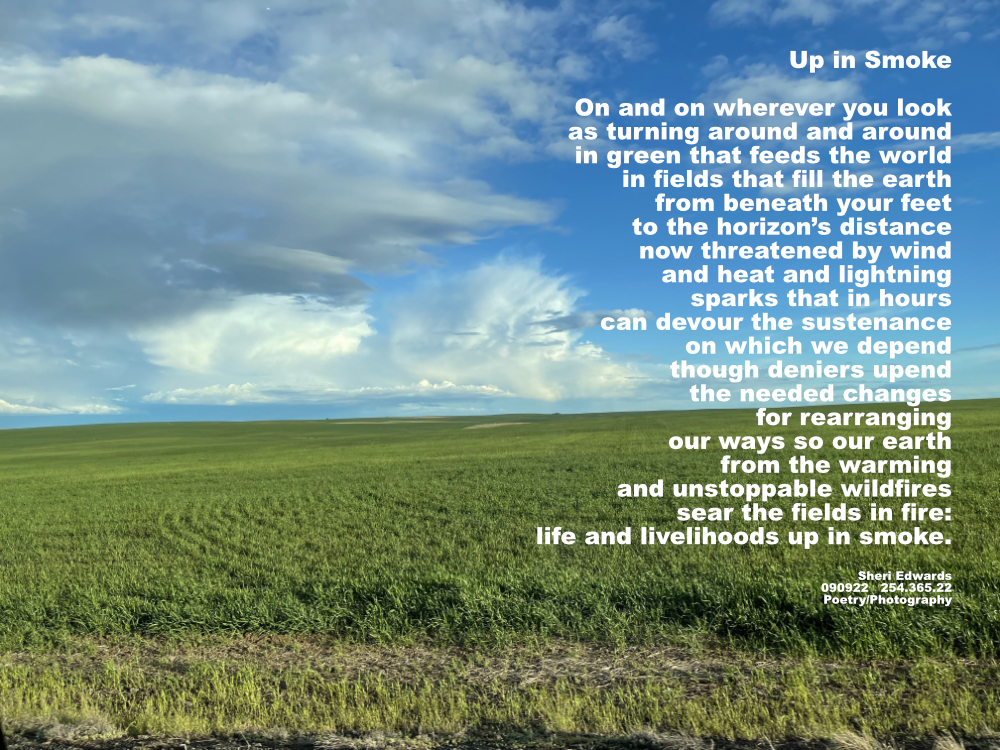 a field of wheat on Highway 2 in Washington State