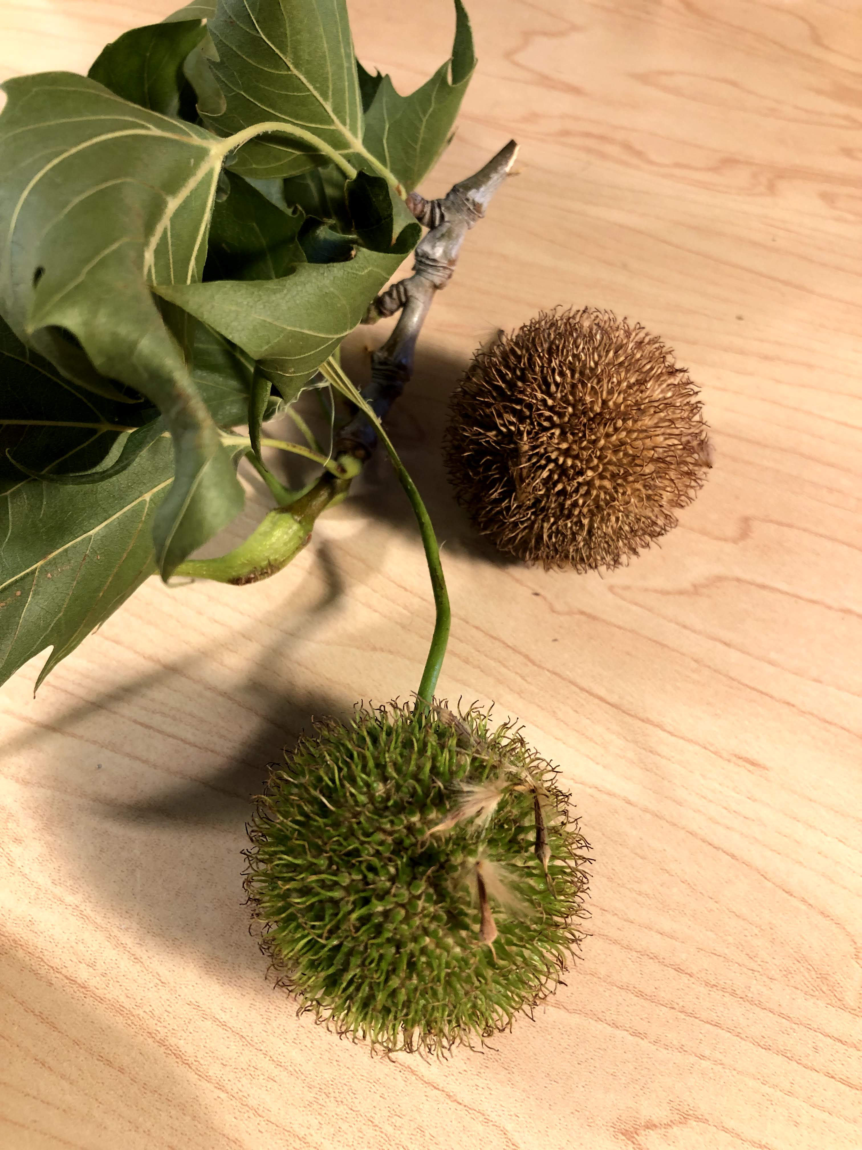 sycamore leaves and seed pods, one dried ready to sprout and one green and preparing for falling
