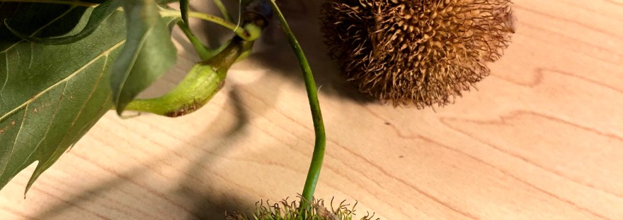 sycamore leaves and seed pods, one dried ready to sprout and one green and preparing for falling