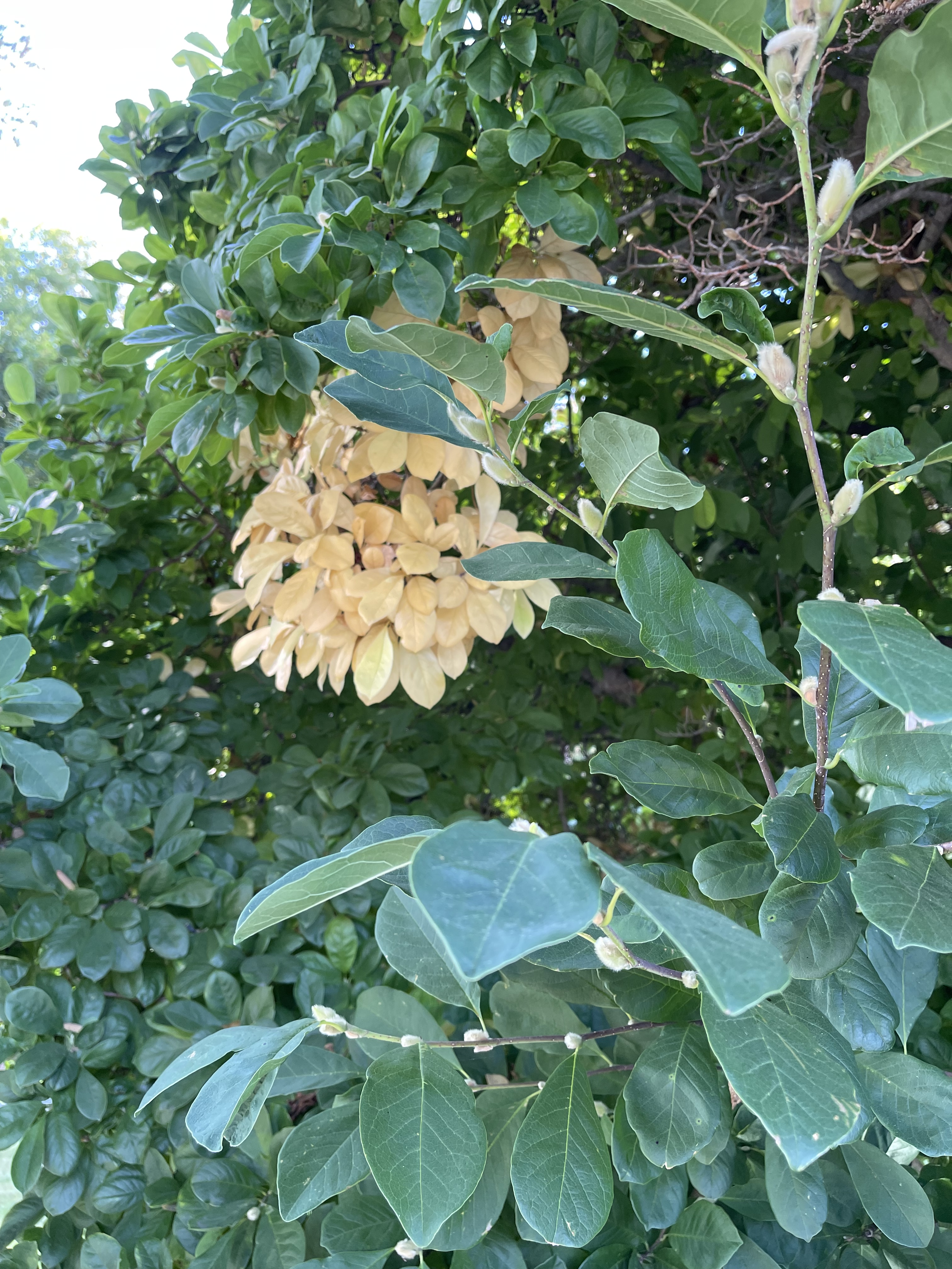 Magnolia Stellata leaves and pussywillow type buds In October 2022