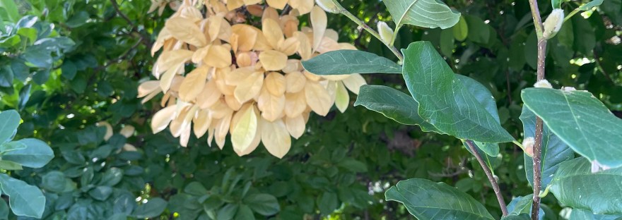 Magnolia Stellata leaves and pussywillow type buds In October 2022