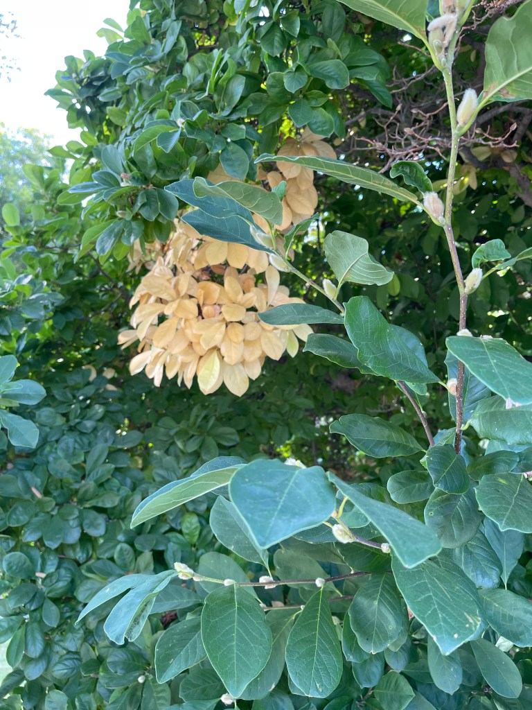 Magnolia Stellata leaves and pussywillow type buds In October 2022