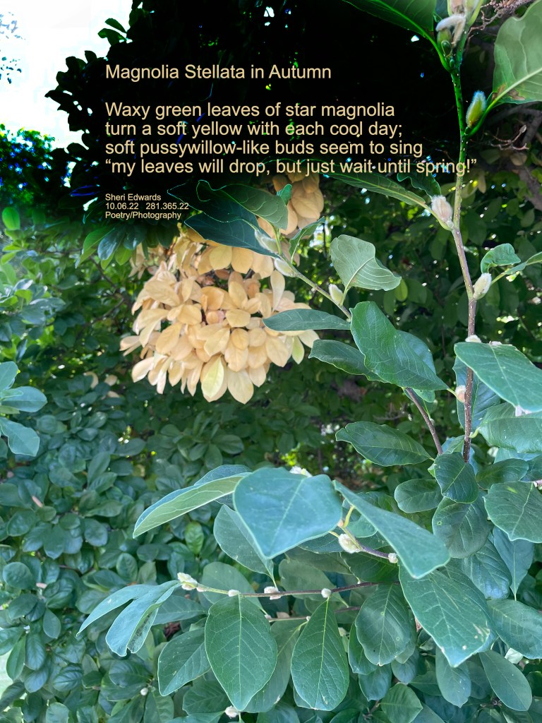 Magnolia Stellata leaves and pussywillow type buds In October 2022 With poem