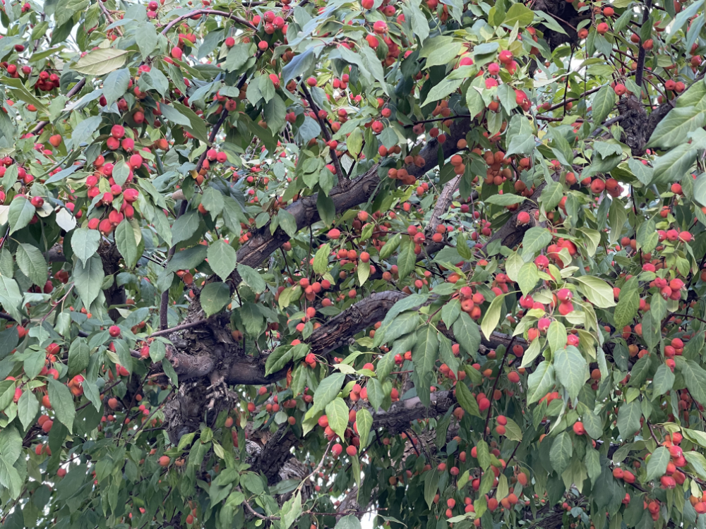 crab apple tree full of its small crab apples