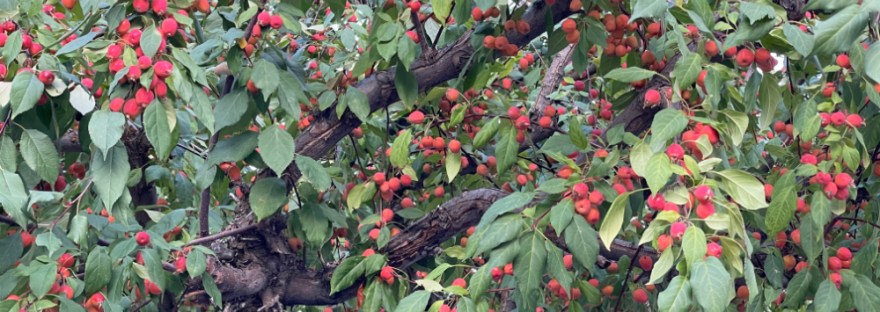 crab apple tree full of its small crab apples