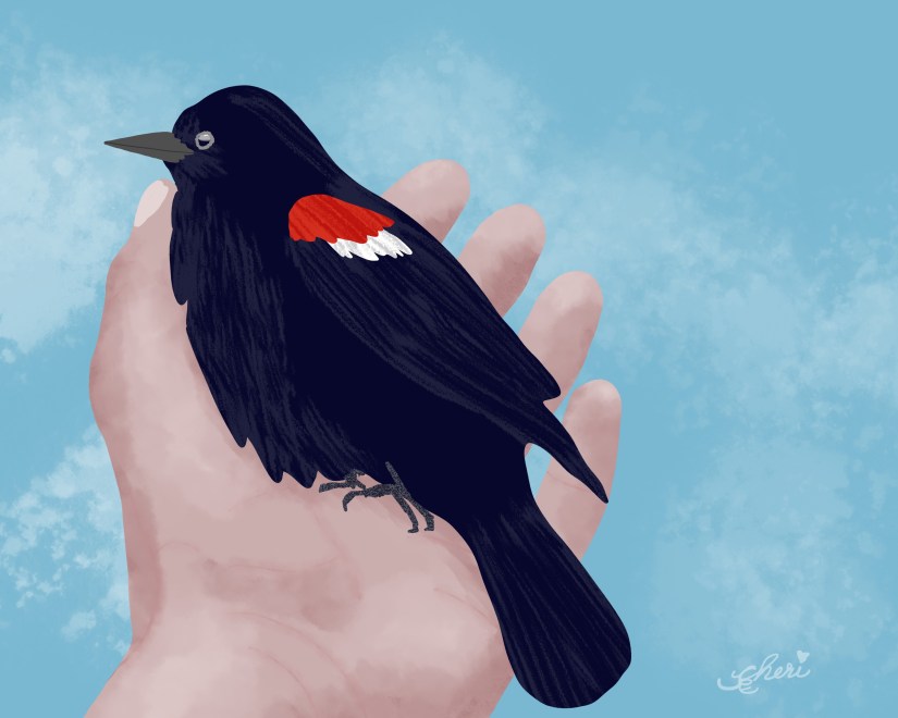 illustrated red-winged blackbird in palm of outstretchted hand