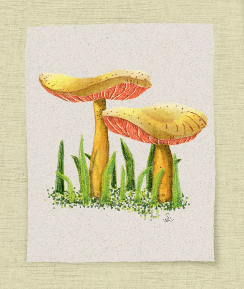 two little fungi / mushrooms