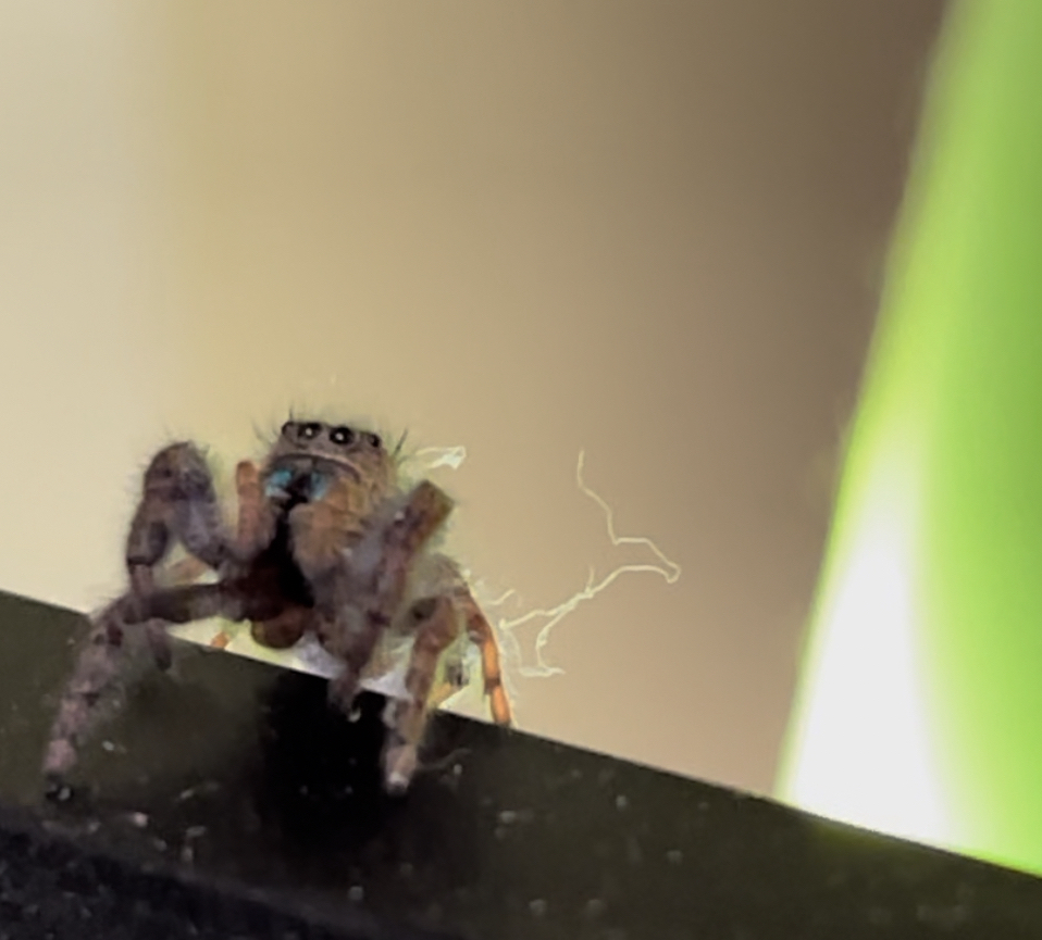 A jumping spider on the edge of a lamp