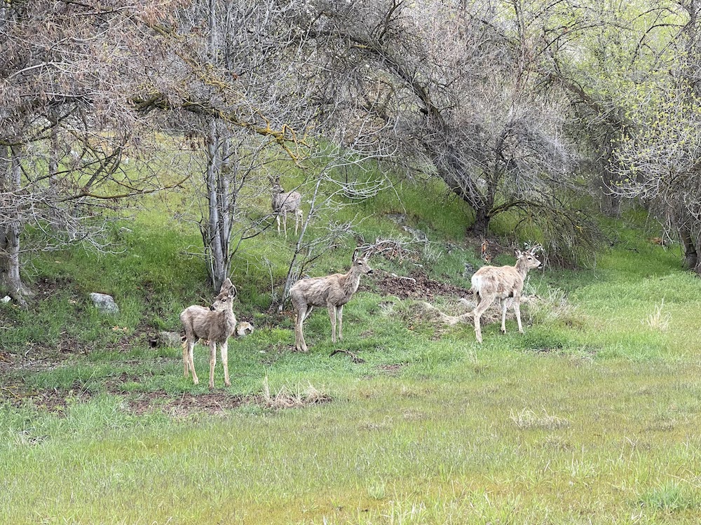 four mule deer with winter coats in April, 2022 near Fiddle Creek