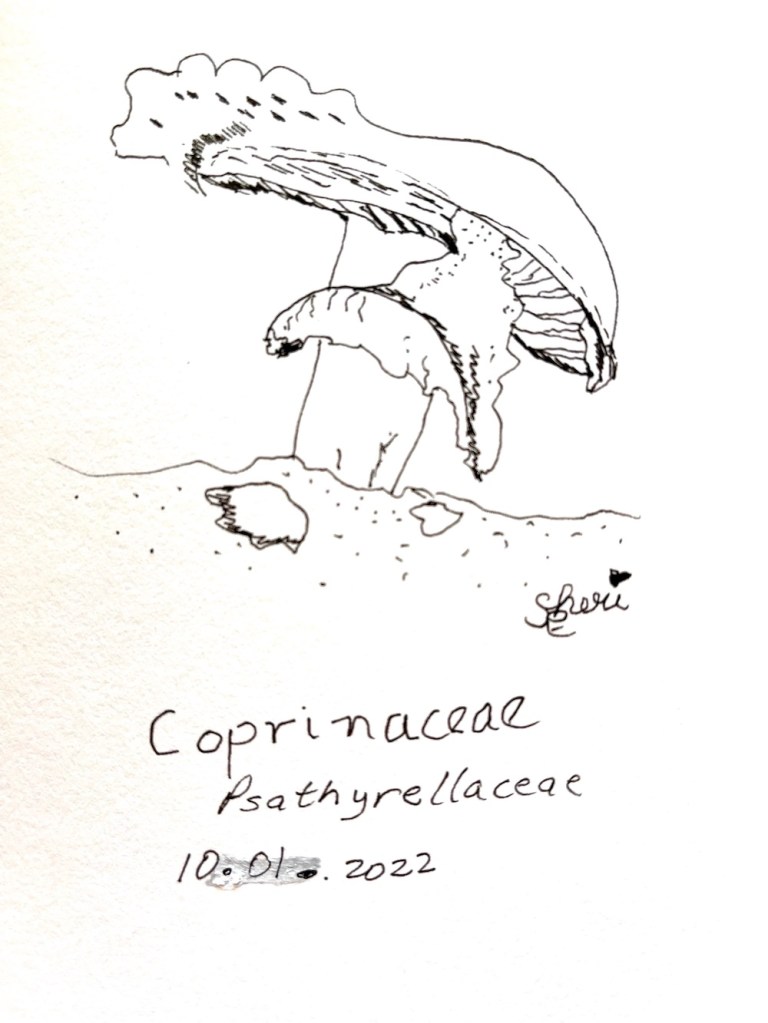 sketch of coprinaceae mushroom