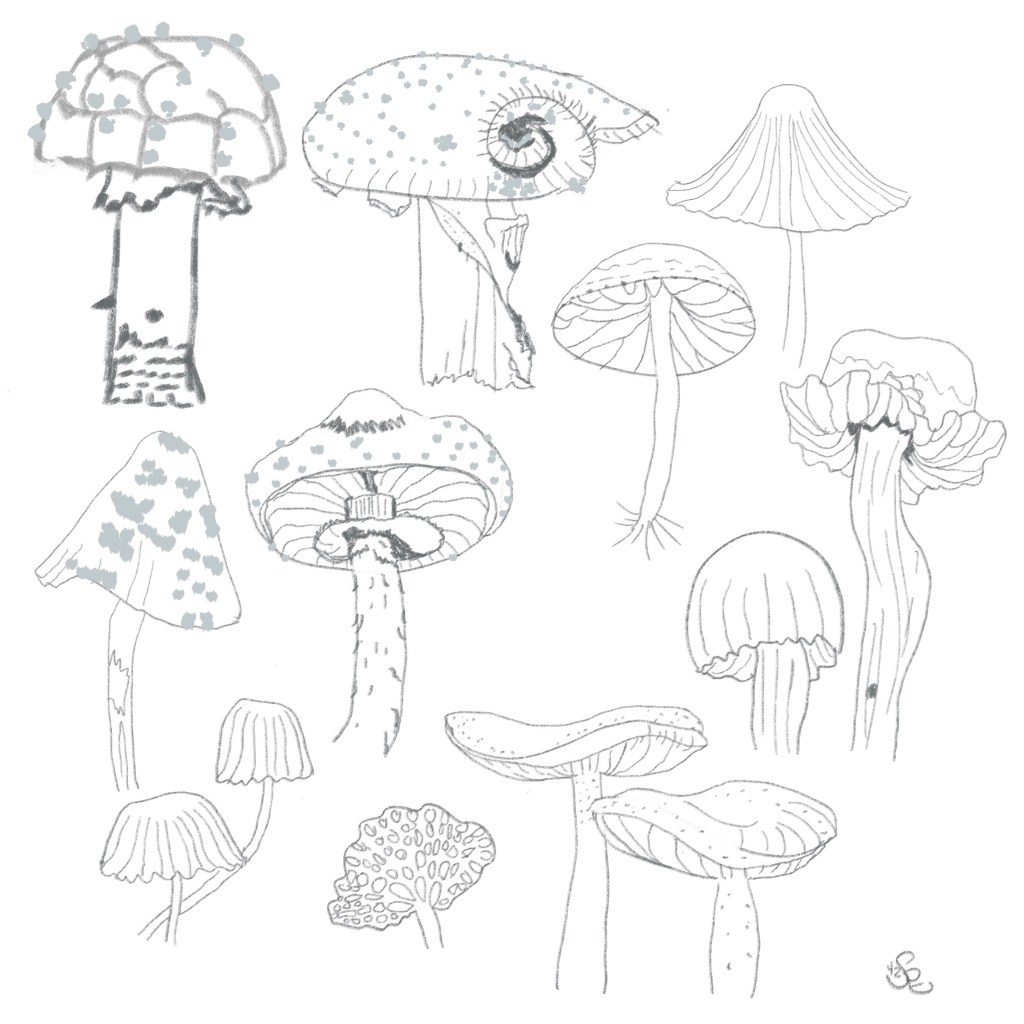 sketches of mushrooms