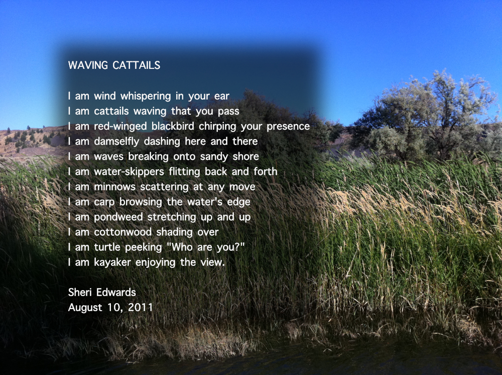 cattails and tules along Banks Lake, WA with poem Waving Cattails I am wind whispering in your ear
I am cattails waving that you pass
I am red-winged blackbird chirping your presence
I am damselfly dashing here and there
I am waves breaking onto sandy shore
I am water-skippers flitting back and forth
I am minnows scattering at any move
I am carp browsing the water's edge
I am pondweed stretching up and up
I am cottonwood shading over
I am turtle peeking "Who are you?"
I am kayaker enjoying the view. ~ Sheri Edwards