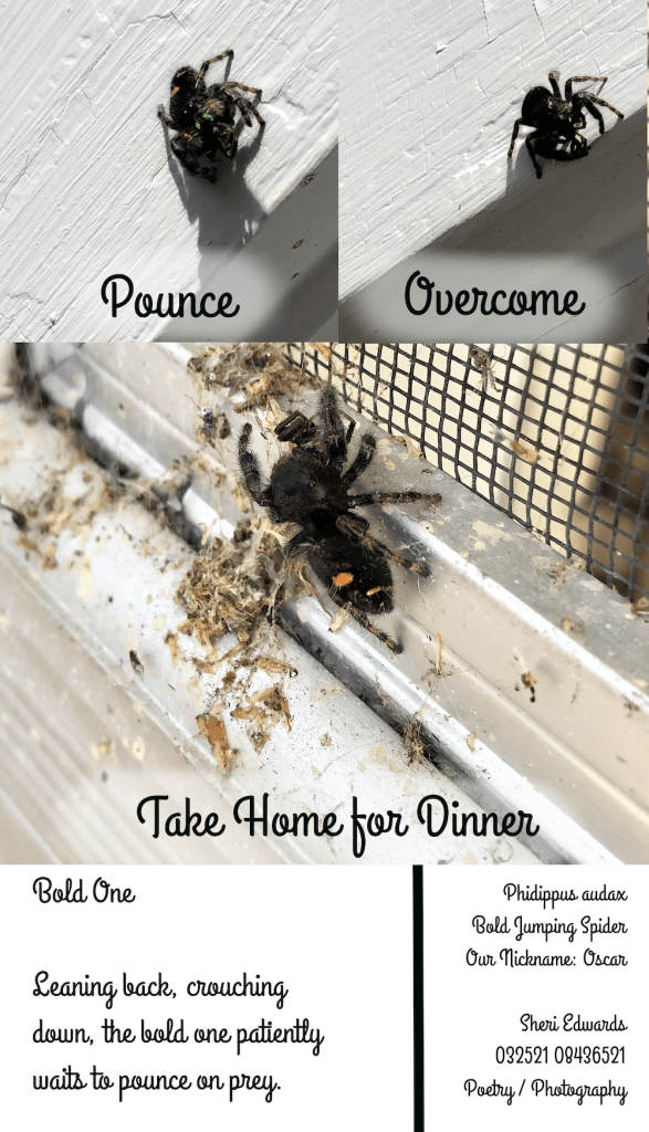 pouncing, catching, taking home prey for dinner jumping spider on the screen door.
