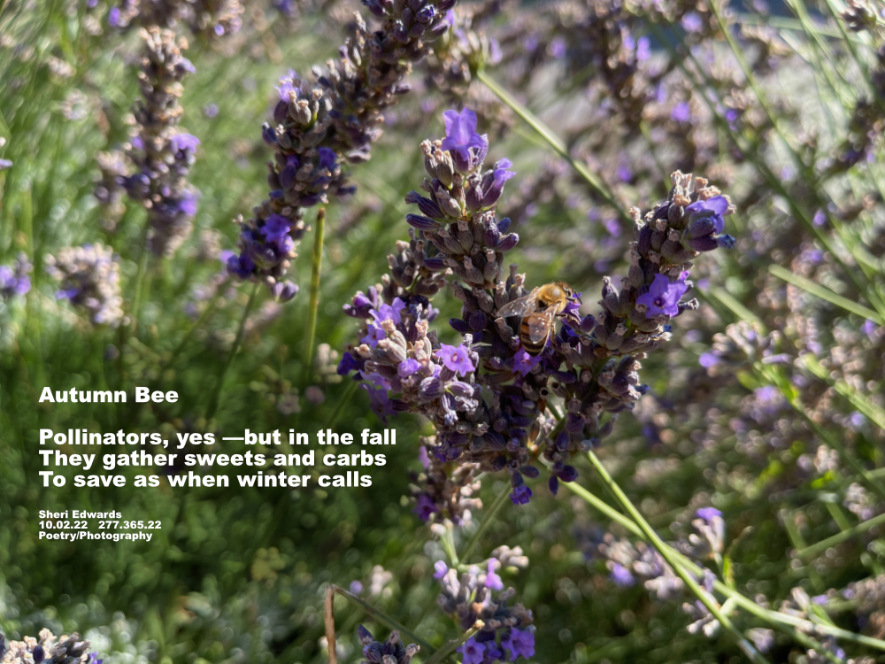 bee on lavender
