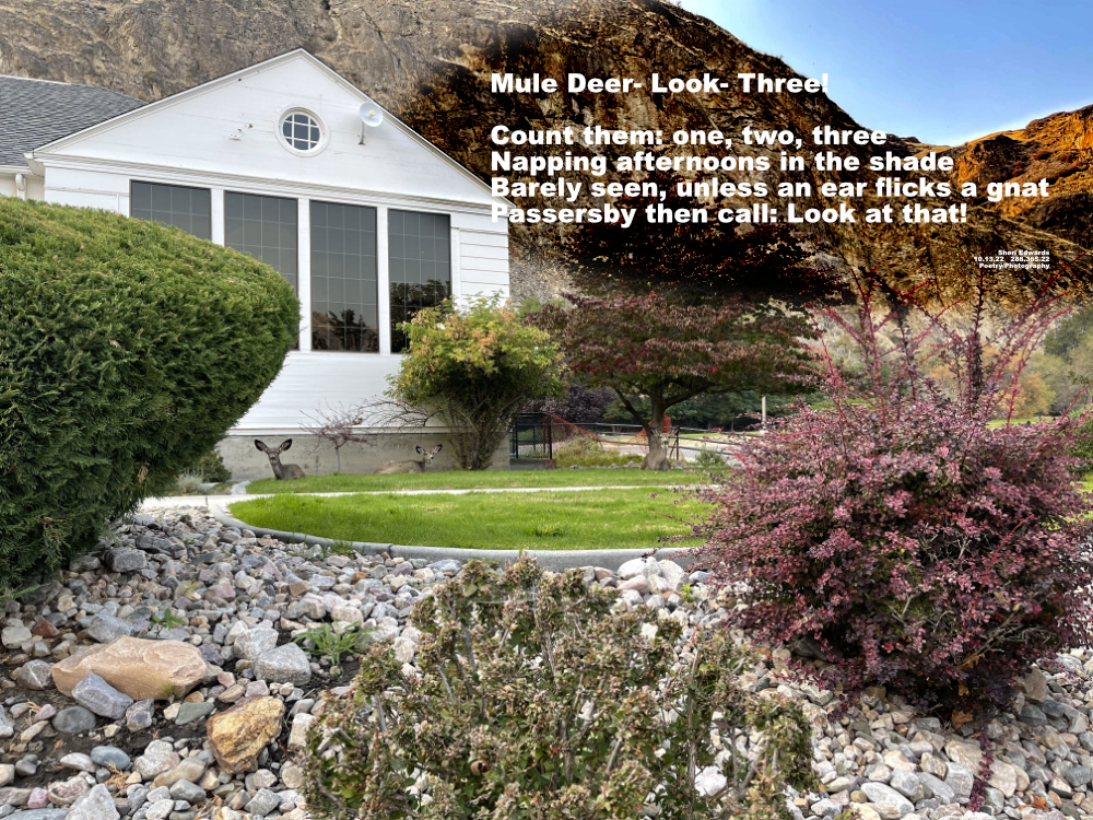 photo of bank in Coulee Dam with three deer napping on the lawn in the shade