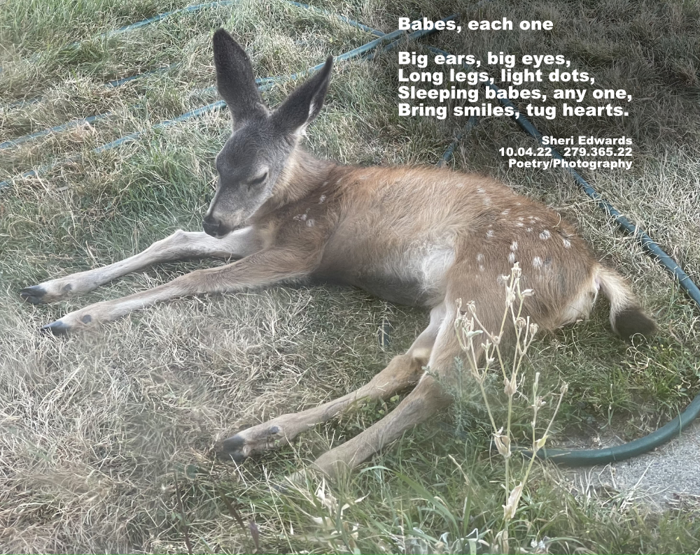 mule deer fawn on the lawn
