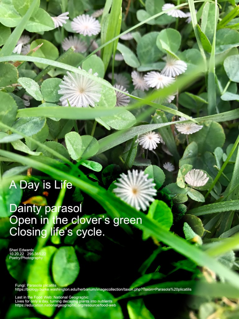 Fungi: Parasola plicatilis in the clover in our lawn