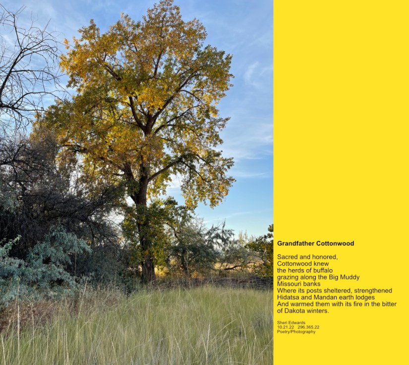 cottonwood on Banks Lake, WA in autumn