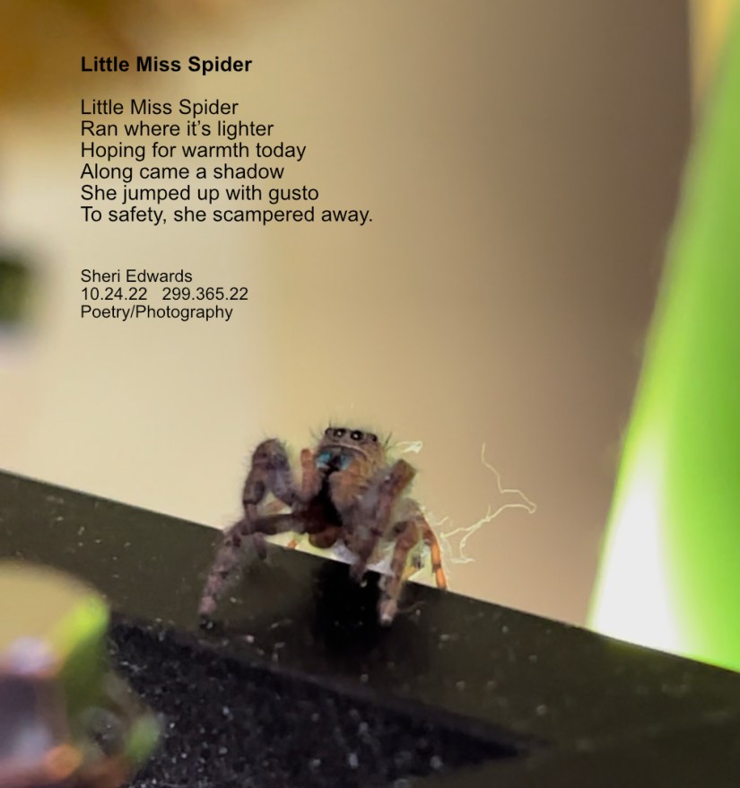 close up of jumping spider near lamp with poem Little Miss Spider Little Miss Spider Ran where it’s lighter Hoping for warmth today Along came a shadow She jumped up with gusto To safety, she scampered away. Sheri Edwards 10.24.22 299.365.22 Poetry/Photography