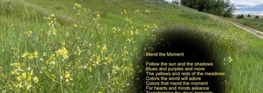 meadow of yellow flowers with a road curving into the picture at right into a grove of far away trees