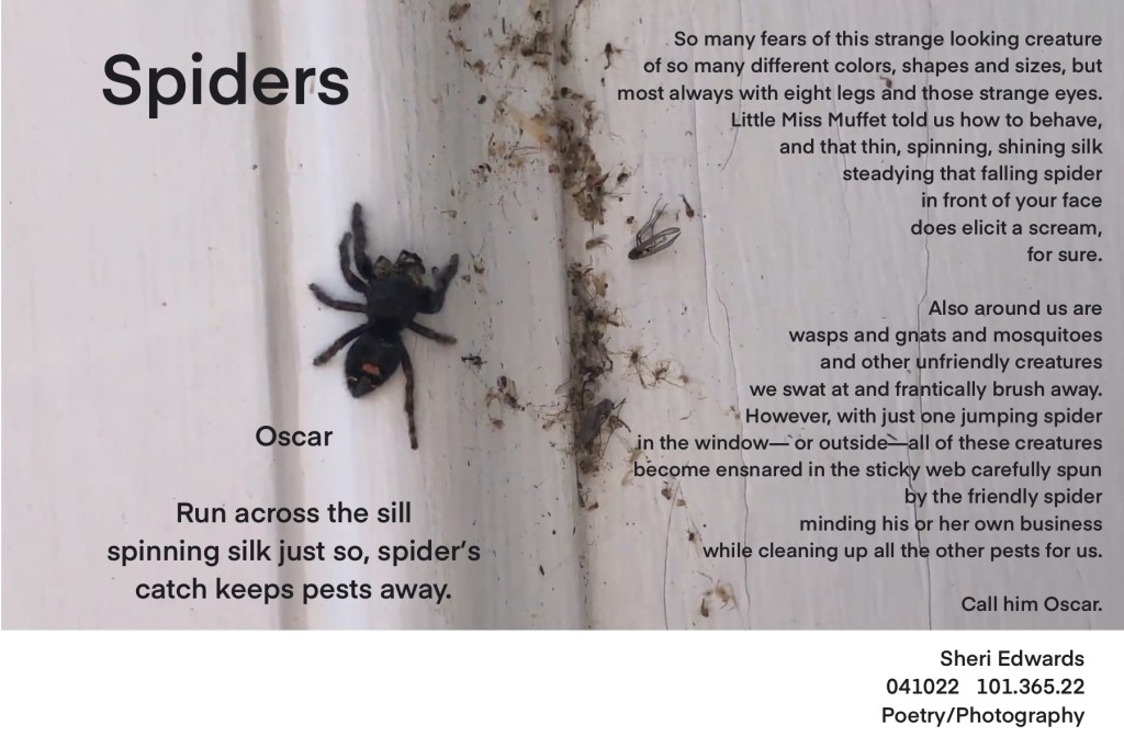 Jumping spider with poem [see below in post]