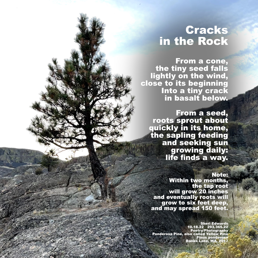 Ponderosa Pine growing out of crack in basalt boulder