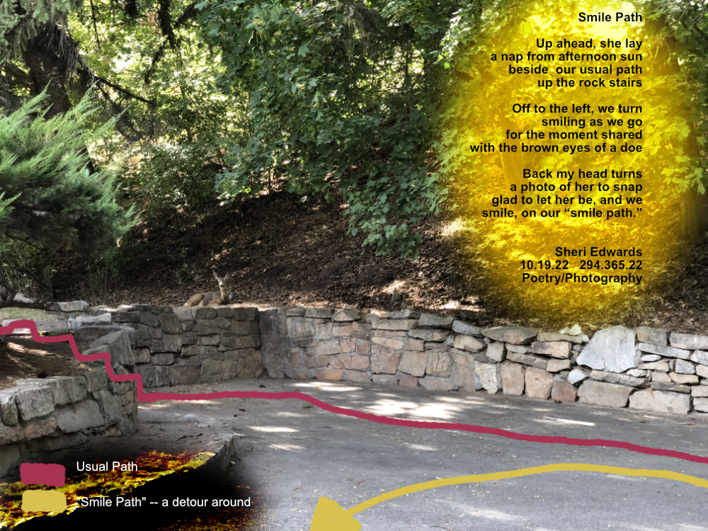 paved road with rock wall on top of which, in dappled sunlight, a doe takes a nap
