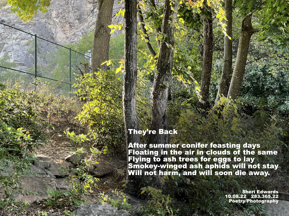 Smokey-winged ash aphids swarming in the sunset.