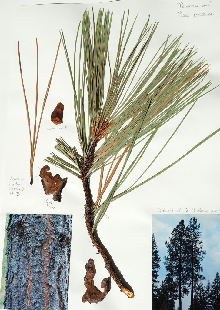 How to Identify a Ponderosa Pine