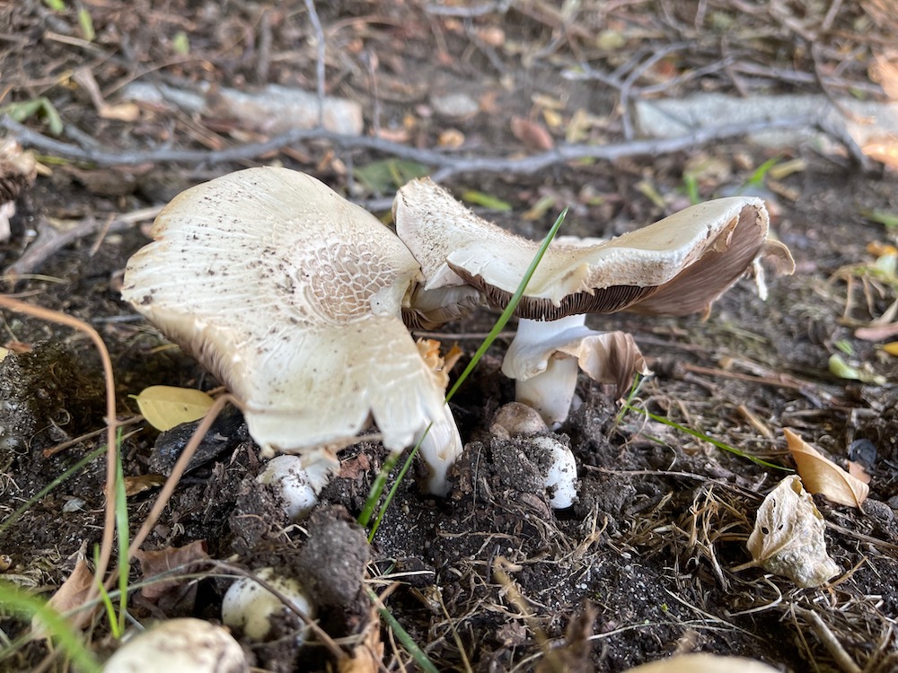 coprinaceae mushroom