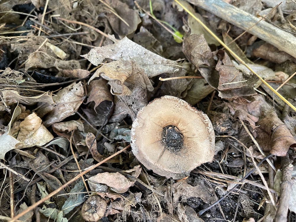 old mushroom
