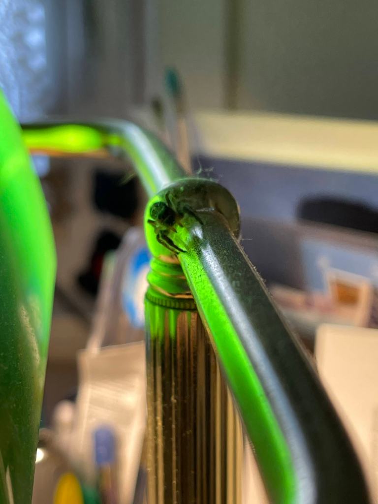 jumping spider crawling on the arm of the lamp