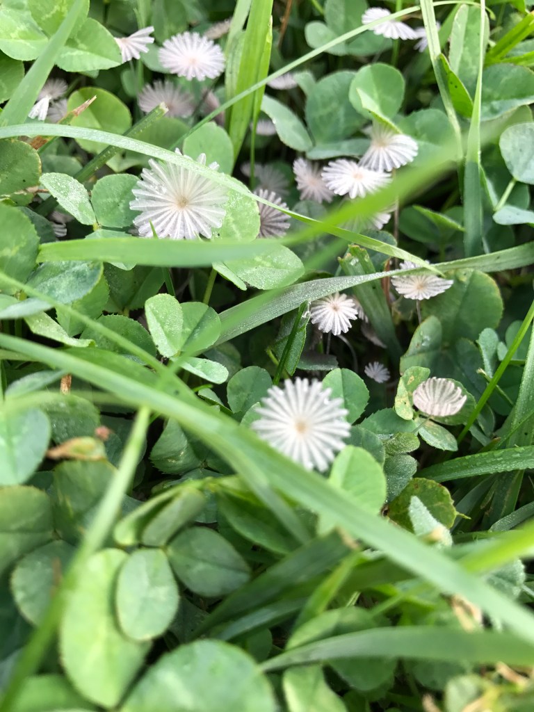 Fungi: Parasola plicatilis in the clover in our lawn