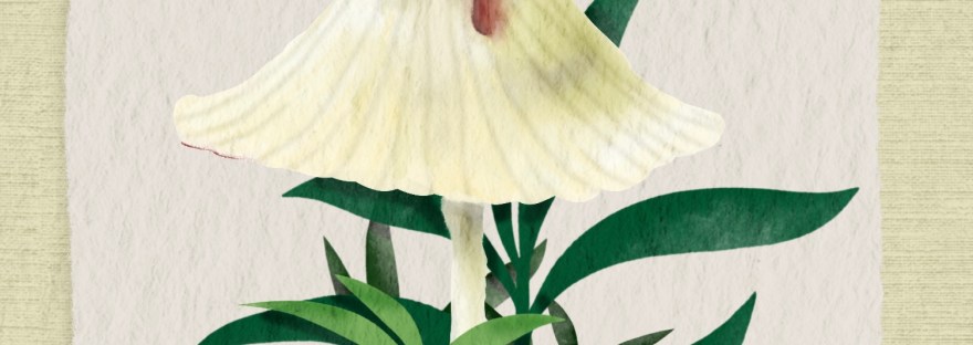 white mushrools in leafy weeds