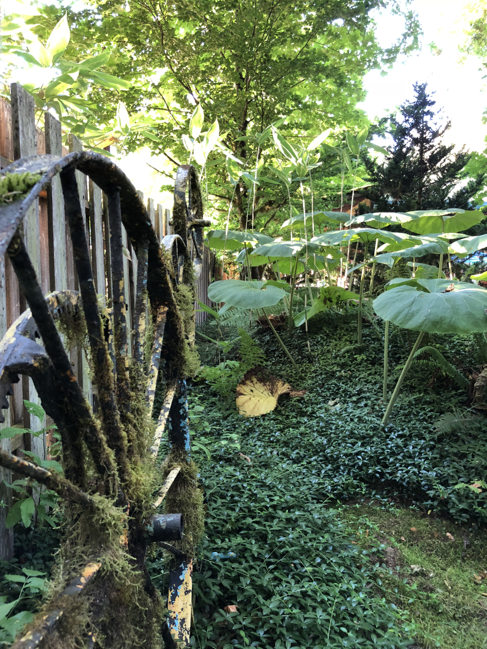 A decaying fence lined with lichen covered and aged wagon wheels beside a magical garden of small ground cover beneath giant, round leaves on long stems with trees in the background