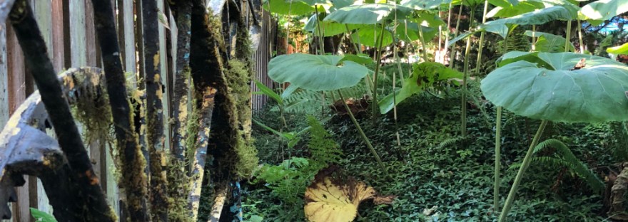 A decaying fence lined with lichen covered and aged wagon wheels beside a magical garden of small ground cover beneath giant, round leaves on long stems with trees in the background