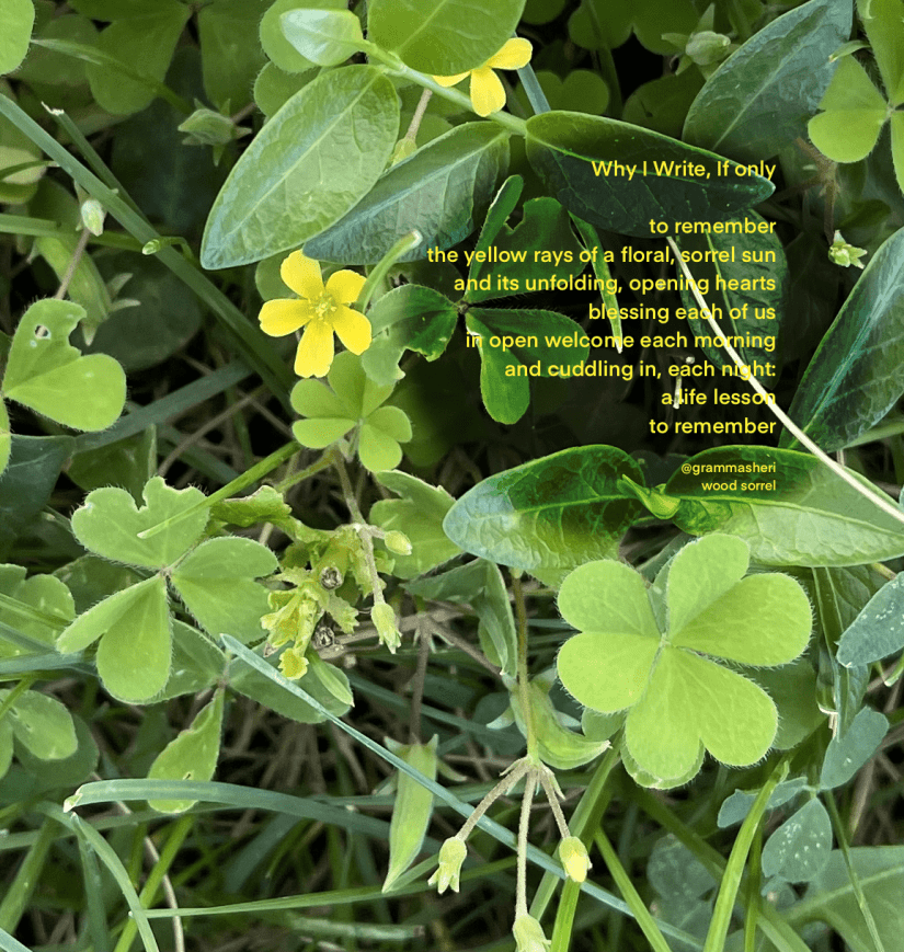 The lovely green heart shaped leaves and yellow five-petal flower of the wood sorrel with poem:
Sorrel
Why I Write, If only
to remember
the yellow rays of a floral, sorrel sun
and its unfolding, opening hearts
blessing each of us
in open welcome each morning
and cuddling in, each night:
a life lesson
to remember
Sheri Edwards
102021 29336521
Poetry/Photography