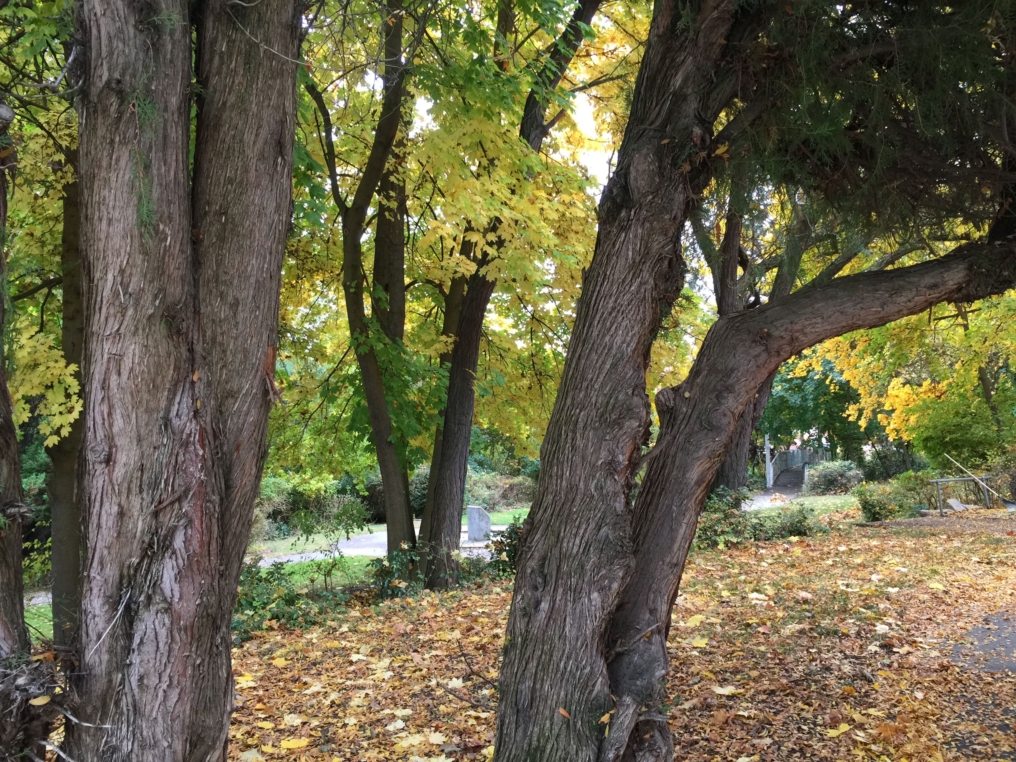 Cole Park-- looking through trunks of cedar to autumn yellow maple trees with scattered autumn yellow and orange leaves on the ground. A magical view.