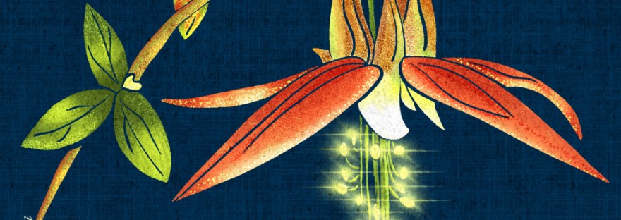 a stem of Red/Yellow Columbine -- Aquilegia-- on a navy blue linen background-- and the stamens are glowing